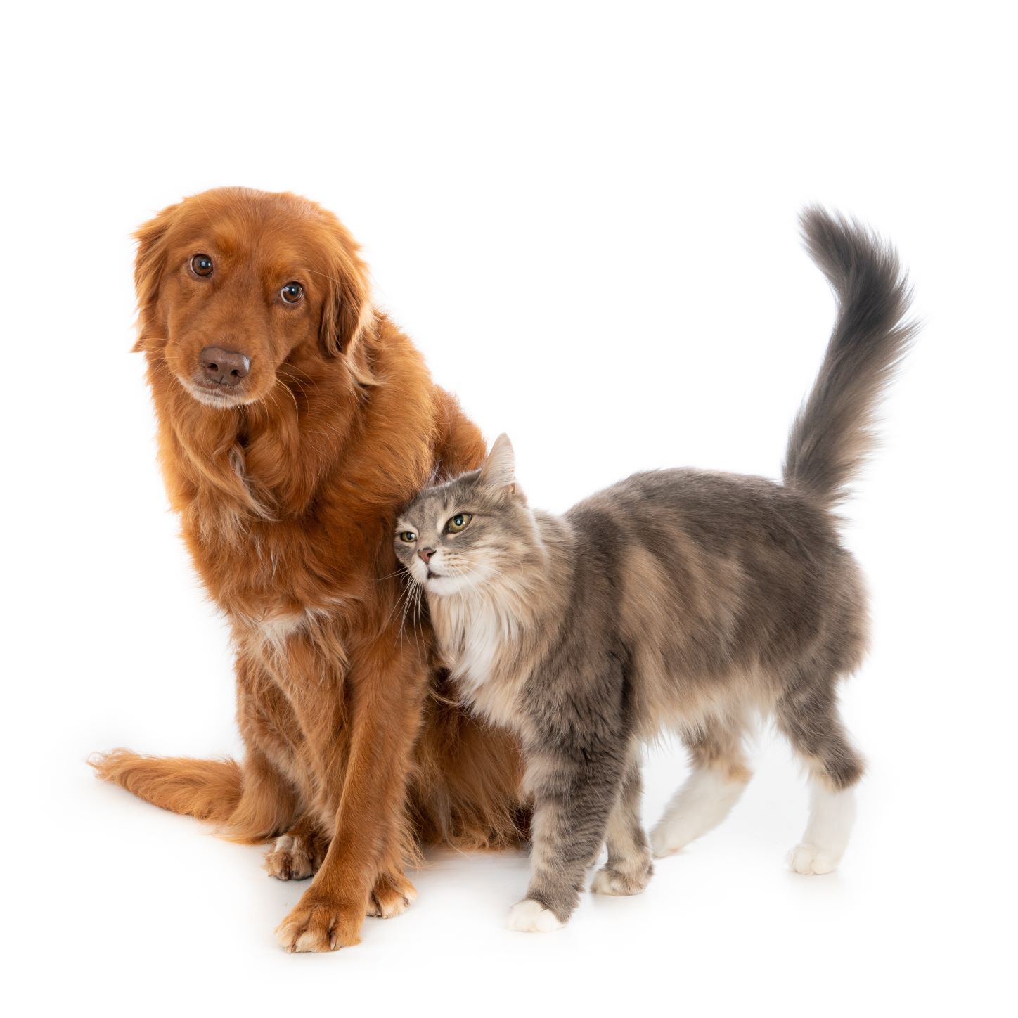 Plano mensal de assistência à Saúde para caes e gatos com cobertura anual de até R$400 Amigoo Pet